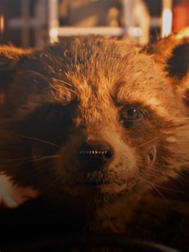 Rocket's Backstory Emotional Moments | Guardians of the Galaxy Vol 3