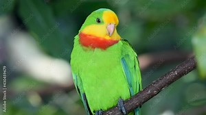 Superb parrot (Polytelis swainsonii), also known as Barraband's parrot, Barraband's parakeet, or green leek parrot