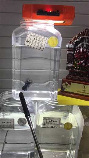 Crown Tail Betta Fish Care Guide