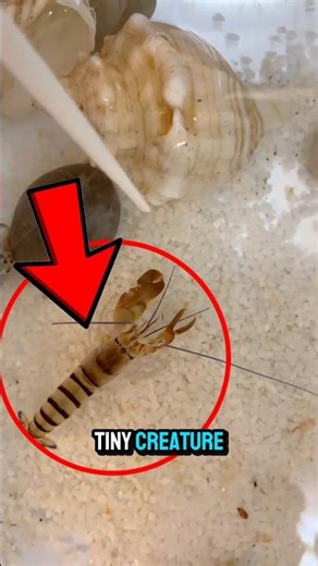 The Tiny Ocean Creature That Snaps Hotter Than the Sun 😳