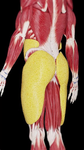 🏋️‍♀️ Transform Your Lower Body: Tackling Subcutaneous Fat 🏋️‍♀️ Understand the nature of subcutaneous fat in the butt and legs and discover how to effectively manage it for a firmer, healthier appearance. Our guide covers everything from exercise to nutritional tips, ideal for those looking to improve body tone and health. Share your progress and tips for a community-driven journey to wellness. #FitnessGoals #LowerBodyWorkout #HealthTips #SciePro #fitness #weightloss #muscle #physio #med #med