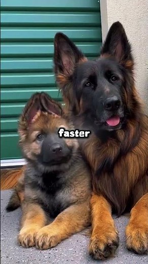 German Shepherd Male vs Female — The Real Difference