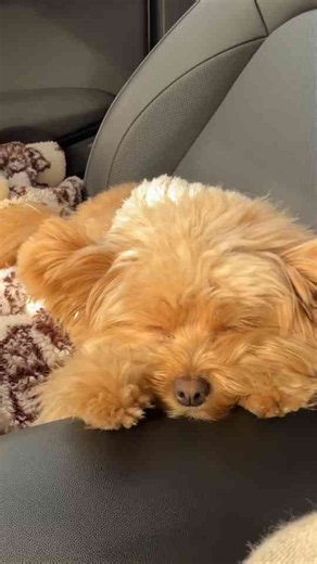 Barney the Pomapoo takes a peaceful nap during a car ride