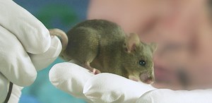 Fighting cancer: Animal research at Cambridge