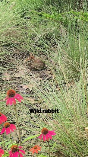 Rabbit living peacefully #worldwide #animals #rabbit