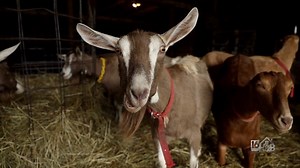 A Woman, Her Goats and Some Great Milk and Cheese