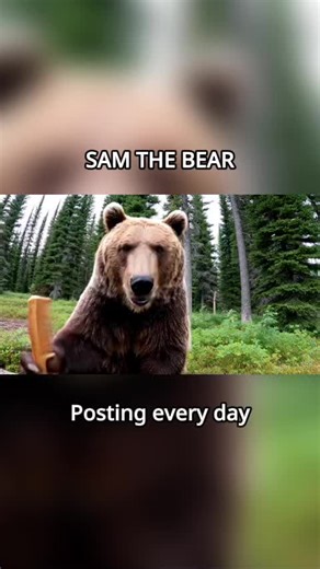 #bear #bears