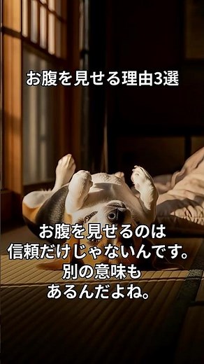 犬がお腹を見せる理由3選｜信頼・不安・体温調節の違いを解説