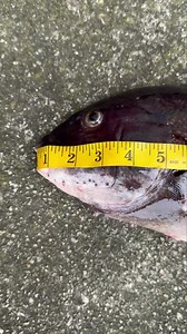 20.5” #big #blackfish on #Greencrabs #clam On ! Surf Clams just off the boat, Time to BASS and Beat for the Tog / Drum. It's the Full Moon and Fish will be caught. We have all the bait. 609-363-BASS #surfclams #liveeels #bloodworms #greencrabs #minnows | One Stop Bait & Tackle