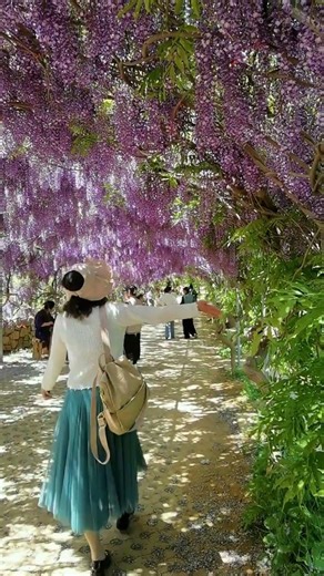 #风景如画的地方 #创作者中心 #创作灵感 #大连旅游攻略 #旅游推荐官 大连最美的紫藤长廊@抖音作者助手