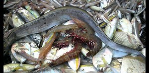 Could ‘balanced harvesting’ really feed the world and save the oceans?