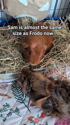 Look How Big Sam Got… 🥹 #guineapig #growup #uk