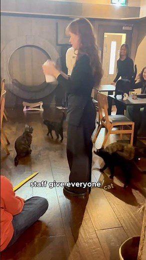 Java Whisker | The Most Heartwarming Cat Cafe in London