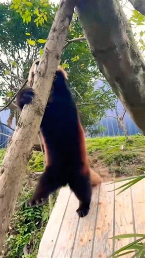 Short leg problems #redpanda