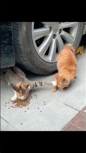 He just wanted a bite!Funny cat pawing another cat 😺#cat #short #funny