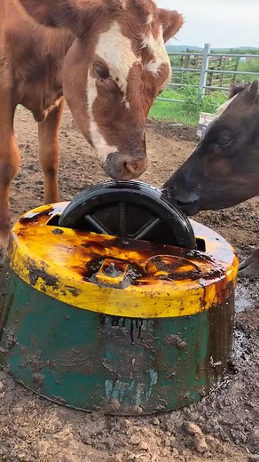 6.2K views · 58 reactions |  Un coup de mélasse par jour maintient le bétail fort et prospère ! ✨ Plein d'énergie, de minéraux et de saveurs, c'est la meilleure façon de booster leur santé. 혼활홧홞홋홧홤홙 홎홖홧홡 | 혼활홧홞홋홧홤홙 홎홖홧홡 | Facebook