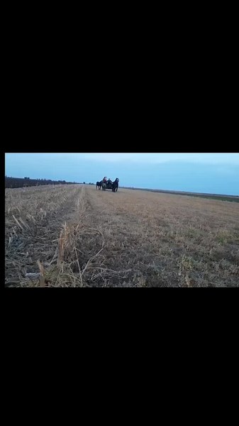 Horse-Drawn Cart in Rural Agricultural Scene
