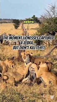 Moment Lionesses Captured a Zebra…But Didn’t Kill It Yet#wildlife #naturedocumentary #lioness #sea