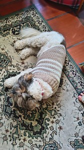 Sentro Circular Knitting Machine Dog Sweater Vest Pattern, XS-L Sizes (PDF Pattern) - Etsy