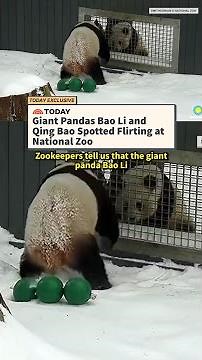 Giant Pandas Bao Li and Qing Bao Spotted Flirting at National Zoo