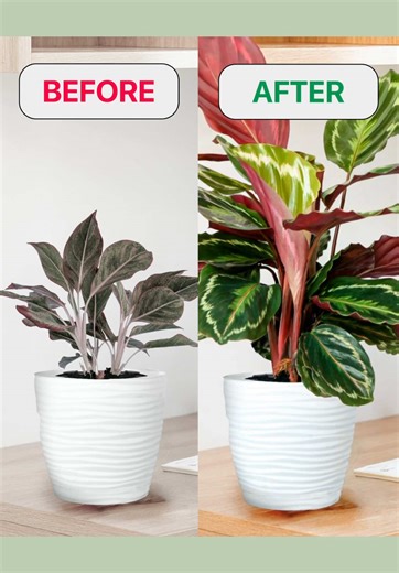 Plantum - Al Plant Identifier and Care Guide 🌱🪴 Take care of plants with Plantum-keep a journal to see how they grow, use reminders to help them thrive. 40,000 natural objects to identify. Choice of 14M users. #plantapp #plantidentification #plantcare #houseplants #plantlover #plantparent #greenthumb #easygardening #plantsoftiktok #plantum #plantid #plantidentifier #plantumapp #planttok #houseplant #indoorplants #indoorplant #plantcaretips #plantcarehacks #urbanjungle