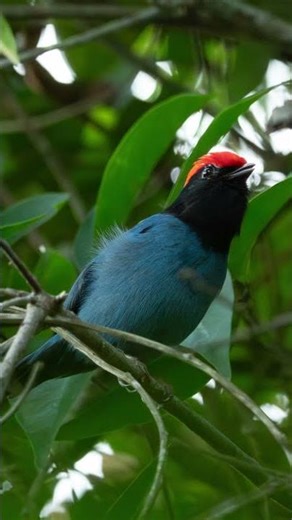 Swallow Tailed Manakin
