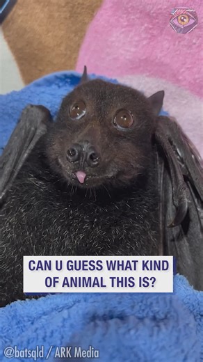 129K views · 1.5K reactions | Love how his little tongue sticks out浪 | HomeChic | Facebook