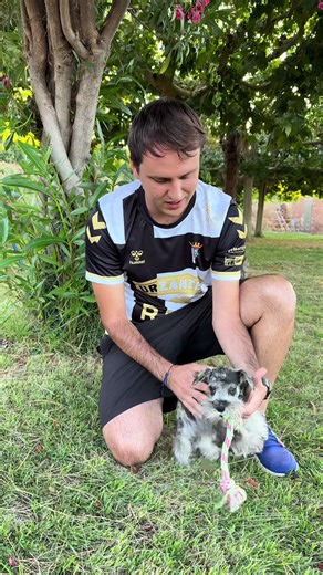 Dudas sobre nuestro nuevo schnauzer miniatura Kai