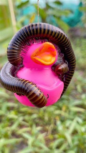 Wow 😮 giants millipedes #insects #millipedes #shorts