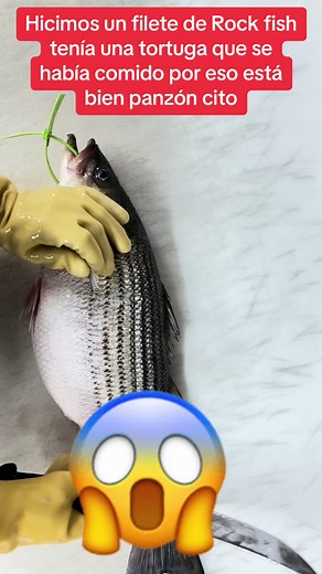 Delicious Rock Fish Fillet Recipe | Travis Scott Inspired