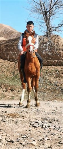 How horse breeding and training work Daily Work