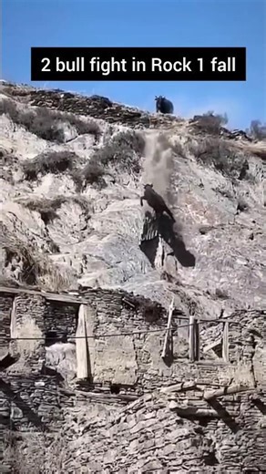 2 Bull Fight in Rock 1 Bull Fall #BullFall #bullslidinginrock