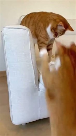 My Cat Went FERAL for a Flapping Toy Bird 😂🐦 #cat #memes #shorts