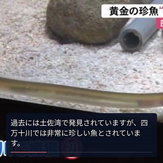 ウナギ似の不思議な魚！四万十川学遊館の珍魚