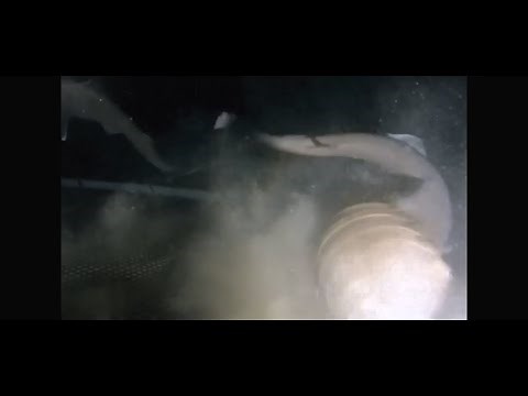 GIANT CREATURE (ISOPOD?) KILLS A SHARK!!!