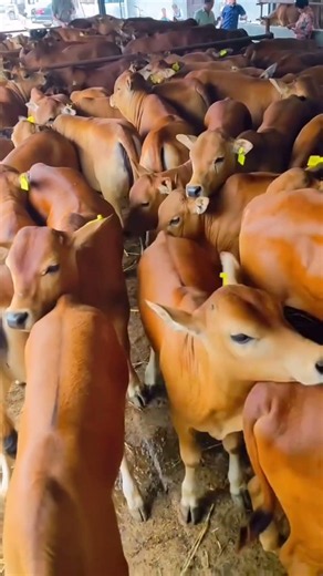 Premium Beef Cattle Farm | Strong Crossbred Calves | Modern Livestock Farming