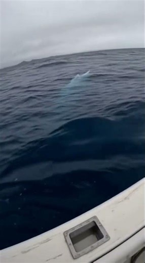 Fishermen Record Massive Underwater Shadow Off the Coast Kyogre Real Life Sighting #pokemon