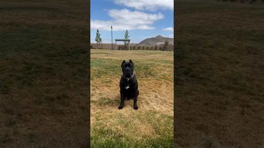 The brutal daily grind of training a massive working breed dog
