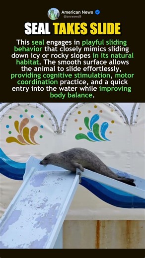 SEAL ENJOYS A SMOOTH WATER ENTRY