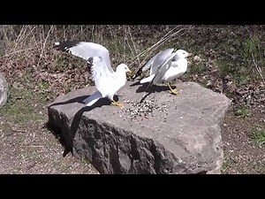 Ring-Billed Gulls Fighting Over Food HQ HD