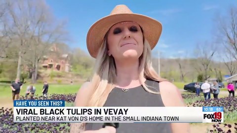 Celebrity tattoo artist plants 15K black tulips in Vevay