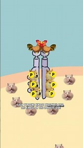 receptor tyrosine kinase signaling pathway #biology #cellbiology #apbiology
