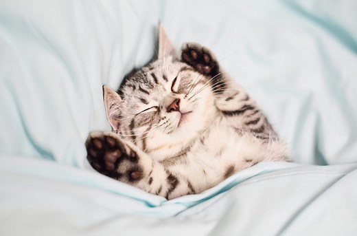 Do Cats Dream? Experts Explain Whether Cats Dream and What they Dream About