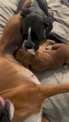 Today Best Video 📸 #dog #reelsviralシ #virals #boxerpuppies #boxerdog #boxerdogcentral #boxerdogsofinstagram #boxerpuppy #boxerdogfans #boxergram #boxerdogs #boxerclub #boxerpup #boxerfamily | Boxer Fans