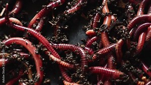 A group of earthworms or earthworms close up in a greenhouse of chernozem. Red worms for fishing or composting bait. Process plant waste into a rich soil and fertilizer improver.