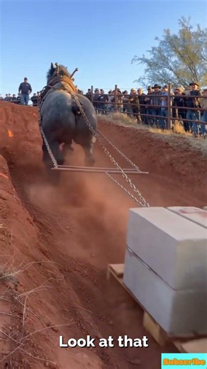 Massive Belgian Draft Horse pulls 12,000 lb sled uphill on steep Texas ranch road