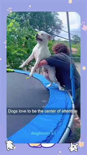 🐶🤣🤣#dog#funny#funnyanimals#funnypets#animals #pet #foryou