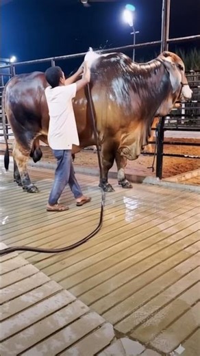 choti choti gaiya #shorts #gaiya #gaiyawala #gaiyamerigaiya cow videos cow videos #cow #cowvideos