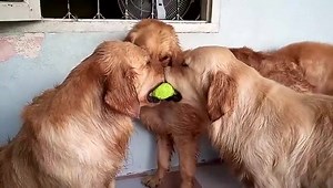 65K views · 1.2K reactions | Dogs fight over tennis ball. | The Picture Magazine | Facebook