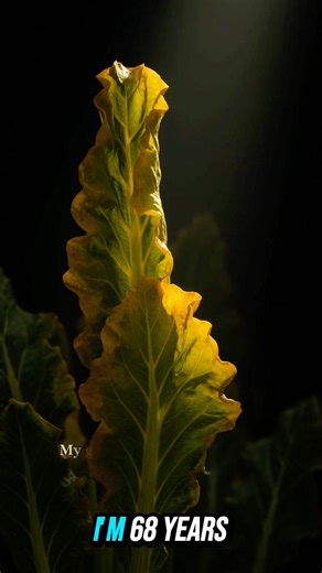 I'm 68 My Leaves Were Turning Yellow Until I Found This In My Kitchen🍊 #palmfree #palmleaves